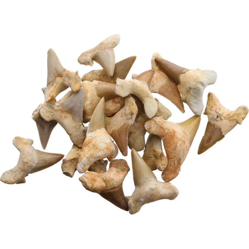 Arrowhead 08 Shark Tooth Fossils 1.5 Inch