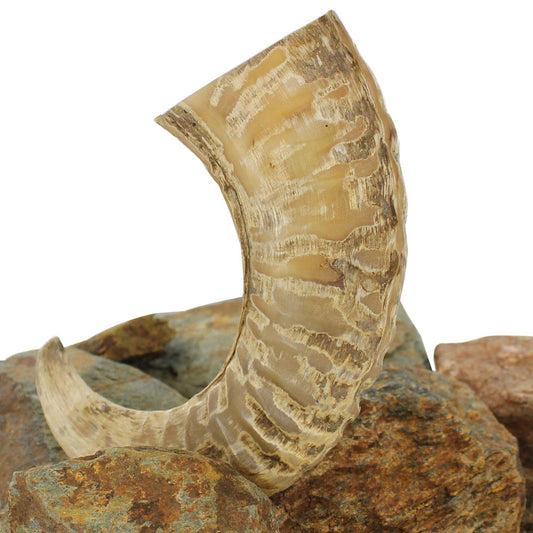 Natural Decorative Ram Horn Paperweight